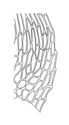 Brachythecium paradoxum, alar cells of stem leaf. Drawn from J. Lewinsky 74-500, CHR 240407.
 Image: R.C. Wagstaff © Landcare Research 2019 CC BY 3.0 NZ